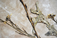 Detalle 3